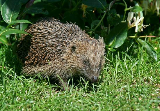 Hedgehog <i>Erinaceus europaeus</i>